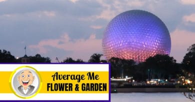 Average Me - Saying Goodbye to Flower & Garden Festival