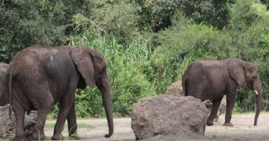 A Fun Day At Disney's Animal Kingdom! | Best Safari Ride, Animation Experience & Navi River Journey!