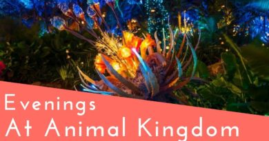 Top 5 Things to Do At Animal Kingdom at Night!