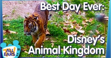 The Best Day Ever in Disney's Animal Kingdom