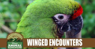 Winged Encounters Disney's Animal Kingdom Bird Show Flying Macaws
