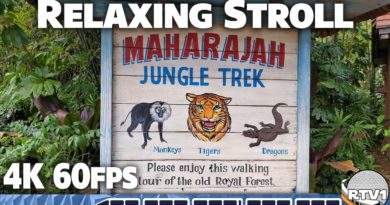 Relaxing Stroll through Maharajah Jungle Trek at Disney's Animal Kingdom