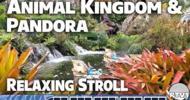 Relaxing Stroll - Animal Kingdom & Pandora