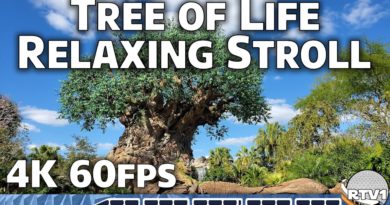 Relaxing Stroll - Tree of Life Pathways & More at Disney's Animal Kingdom