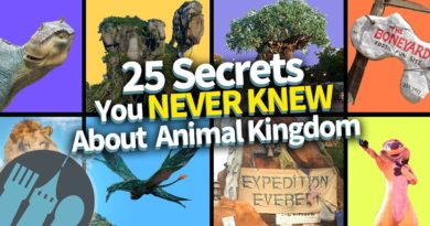 25 Secrets You Never Knew About Animal Kingdom