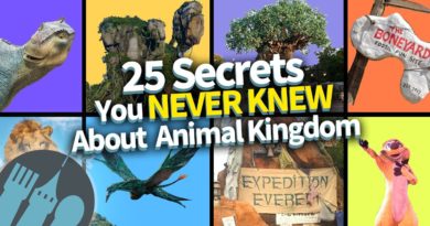 25 Secrets You Never Knew About Animal Kingdom