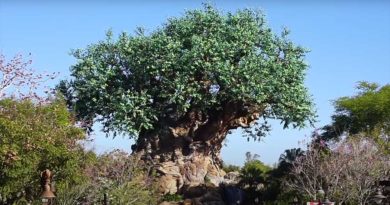 Top Tips for Animal Kingdom 2021 Back to Basics - Beyond the Kingdoms